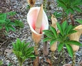 Flower Seeds, Seeds,Seeds For Planting,Plant Seeds