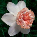 Flower Seeds, Seeds,Seeds For Planting,Plant Seeds