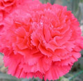 Flower Seeds, Seeds,Seeds For Planting,Plant Seeds