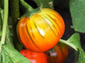Vegetable Seeds,Garden seeds, Seeds For Planting,Plant Seeds