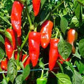 Vegetable Seeds,Garden seeds, Seeds For Planting,Plant Seeds