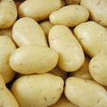 Vegetable Seeds,Garden seeds, Seeds For Planting,Plant Seeds