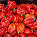 Vegetable Seeds,Garden seeds, Seeds For Planting,Plant Seeds