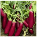Vegetable Seeds,Garden seeds, Seeds For Planting,Plant Seeds