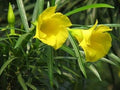 Flower Seeds, Seeds,Seeds For Planting,Plant Seeds