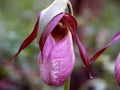 Pink Lady's Slipper Flower Seeds for Planting - Heirloom, Non-GMO, High Germination Organic Garden Seeds
