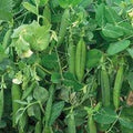 Vegetable Seeds,Garden seeds, Seeds For Planting,Plant Seeds
