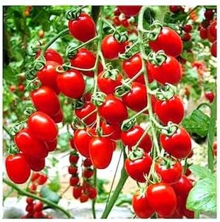 Vegetable Seeds,Garden seeds, Seeds For Planting,Plant Seeds