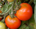 Vegetable Seeds,Garden seeds, Seeds For Planting,Plant Seeds
