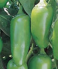 Vegetable Seeds,Garden seeds, Seeds For Planting,Plant Seeds