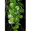 Cream Hoya Flower Seeds – Heirloom, Non-GMO, High Germination Organic Garden Seeds for Planting