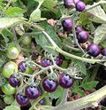 Vegetable Seeds,Garden seeds, Seeds For Planting,Plant Seeds