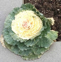 Vegetable Seeds,Garden seeds, Seeds For Planting,Plant Seeds