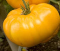 Vegetable Seeds,Garden seeds, Seeds For Planting,Plant Seeds