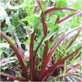 Vegetable Seeds,Garden seeds, Seeds For Planting,Plant Seeds