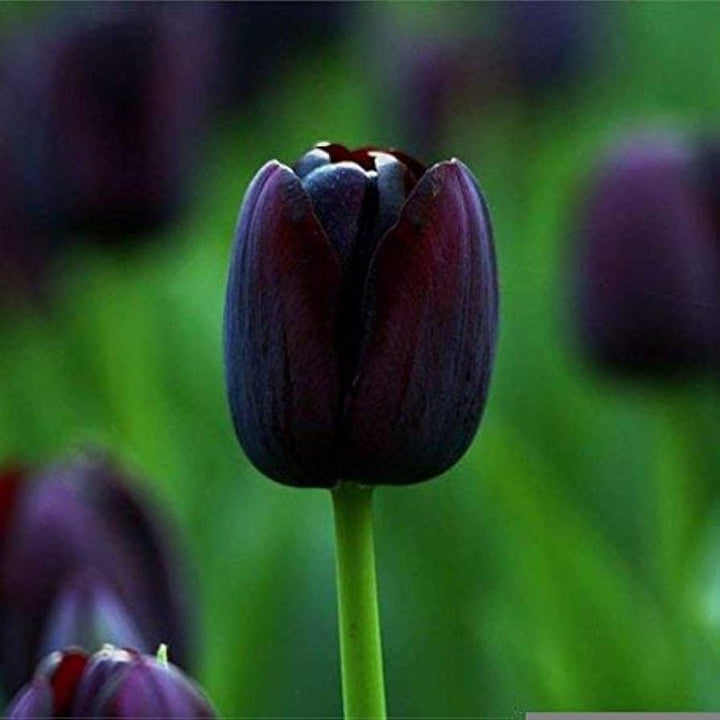 Black Tulip Flower seeds for Planting - Easy to Grow, Heirloom & GMO Free Seeds for Home Garden, 100pcs