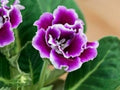 Violet Gloxinia Flower Seeds for Planting - Heirloom, Non-GMO, High Germination Garden Blooms