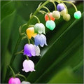 Flower Seeds, Seeds,Seeds For Planting,Plant Seeds