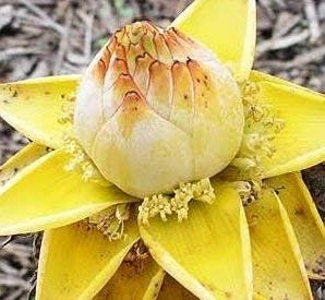 Fruit Seeds,Garden seeds, Seeds For Planting,Plant Seeds