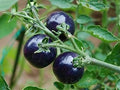 Vegetable Seeds,Garden seeds, Seeds For Planting,Plant Seeds