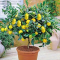 Vegetable Seeds,Garden seeds, Seeds For Planting,Plant Seeds