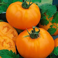 Vegetable Seeds,Garden seeds, Seeds For Planting,Plant Seeds