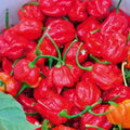 Vegetable Seeds,Garden seeds, Seeds For Planting,Plant Seeds