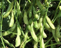 Vegetable Seeds,Garden seeds, Seeds For Planting,Plant Seeds