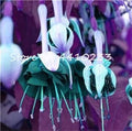 Flower Seeds, Seeds,Seeds For Planting,Plant Seeds