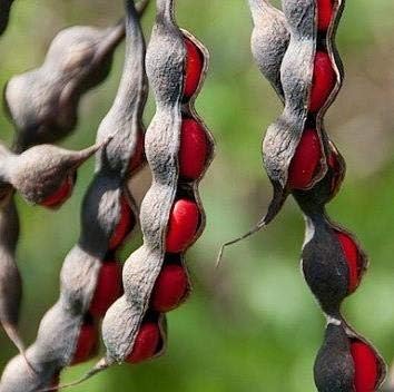 Flower Seeds, Seeds,Seeds For Planting,Plant Seeds