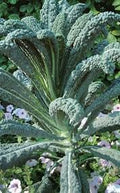 Vegetable Seeds,Garden seeds, Seeds For Planting,Plant Seeds