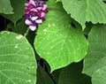 Flower Seeds, Seeds,Seeds For Planting,Plant Seeds