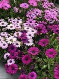 Flower Seeds, Seeds,Seeds For Planting,Plant Seeds