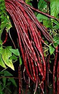 Vegetable Seeds,Garden seeds, Seeds For Planting,Plant Seeds