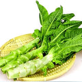 Vegetable Seeds,Garden seeds, Seeds For Planting,Plant Seeds