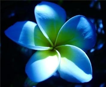 Flower Seeds, Seeds,Seeds For Planting,Plant Seeds