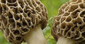 Vegetable Seeds,Garden seeds, Seeds For Planting,Plant Seeds