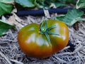 Vegetable Seeds,Garden seeds, Seeds For Planting,Plant Seeds