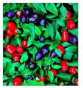Vegetable Seeds,Garden seeds, Seeds For Planting,Plant Seeds