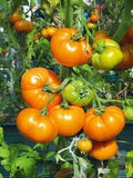 Vegetable Seeds,Garden seeds, Seeds For Planting,Plant Seeds