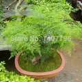 Vegetable Seeds,Garden seeds, Seeds For Planting,Plant Seeds