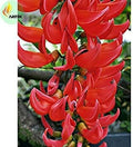 Flower Seeds, Seeds,Seeds For Planting,Plant Seeds