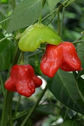Vegetable Seeds,Garden seeds, Seeds For Planting,Plant Seeds