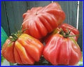 Vegetable Seeds,Garden seeds, Seeds For Planting,Plant Seeds