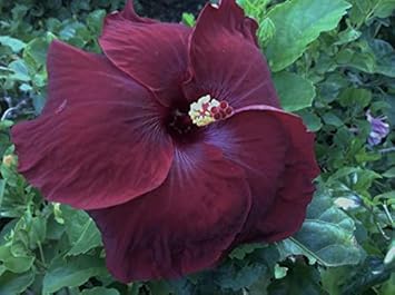 Flower Seeds, Seeds,Seeds For Planting,Plant Seeds