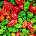 Vegetable Seeds,Garden seeds, Seeds For Planting,Plant Seeds