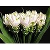 Green Alismatifolia Flower Seeds for Planting - Heirloom, Non-GMO, Organic Garden Seeds, High Germination Variety