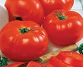 Vegetable Seeds,Garden seeds, Seeds For Planting,Plant Seeds