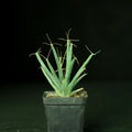 Flower Seeds, Seeds,Seeds For Planting,Plant Seeds