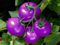 Vegetable Seeds,Garden seeds, Seeds For Planting,Plant Seeds